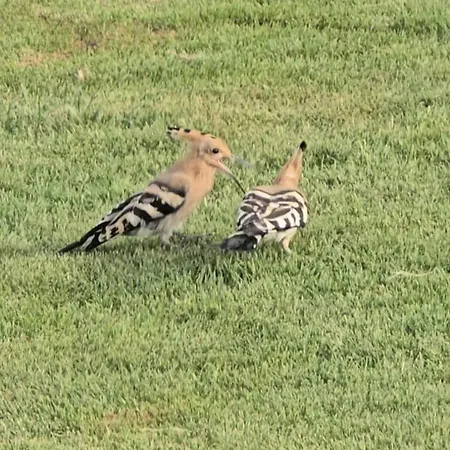 Tenuta Feraxi - Private Paradise * San Priamo